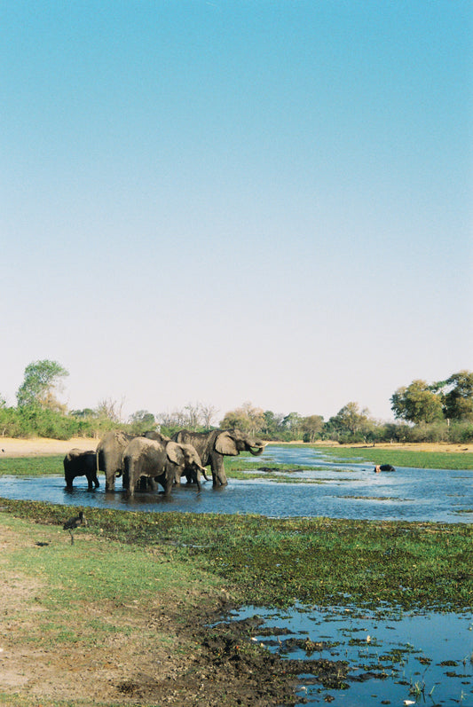 Pachyderms