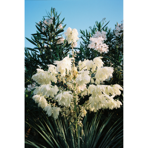 Yucca